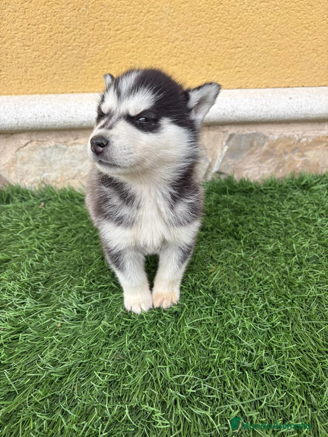 Husky Siberiano perros en venta: Husky siberiano hembra  - Anuncio 9