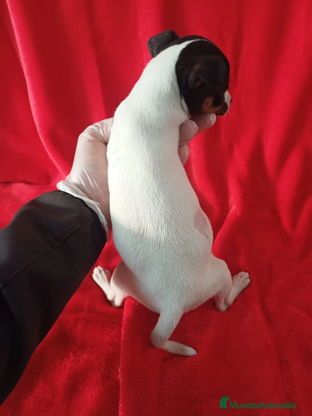 Ratonero Bodeguero Andaluz perros en venta: Bodeguero Andaluz  - Anuncio 3