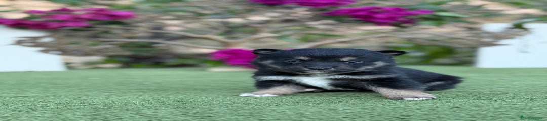 Shiba Inu Cachorro 2