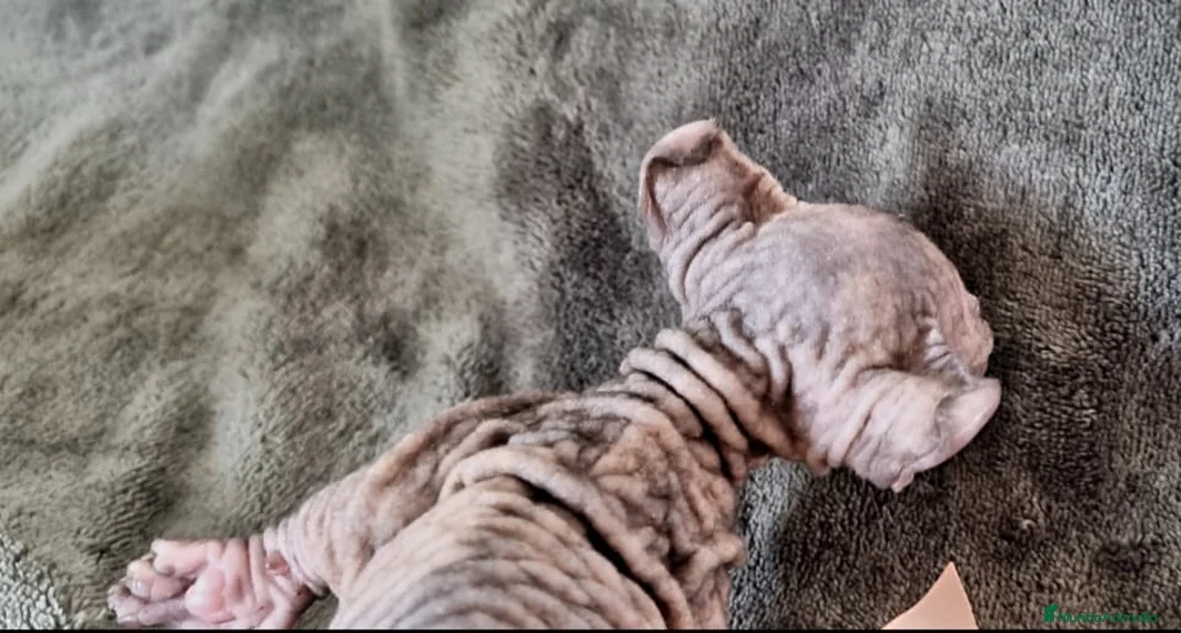 Sphynx gatos en venta: Increible ELFA en Madrid - Anuncio 2