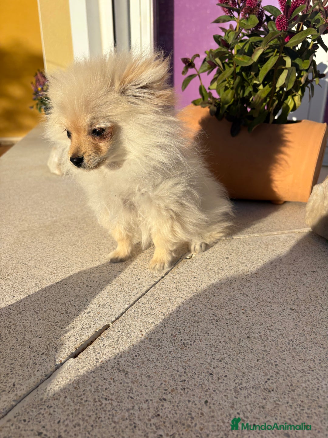 Pomerania perros en venta: Lulu Pomerania Micro Toy  - Anuncio 4