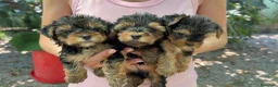 Yorkshire Terrier perros en venta: Yorkshire terrier - Anuncio 1