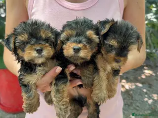 Yorkshire Terrier perros Yorkshire terrier - Anuncio 2