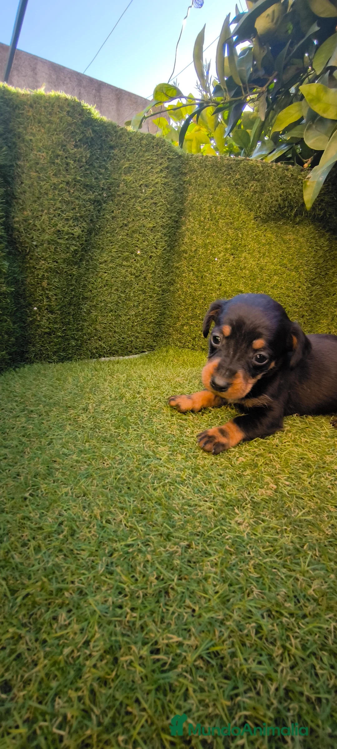 Teckel Miniatura perros en venta: camada teckel miniatura  - Anuncio 18