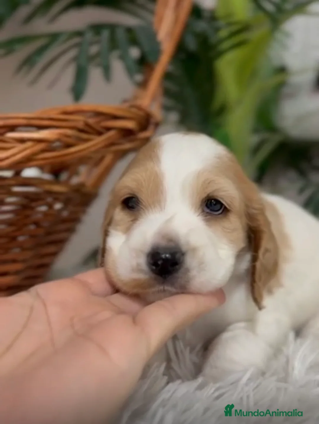 Cocker Spaniel Inglés perros en venta: COCKER SPANIEL INGLES - Anuncio 4
