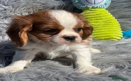 Cavalier King Charles Spaniel perros en venta: Cavalier macho blenheim - Imagen 3