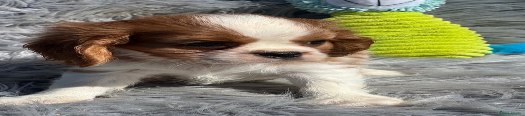 Cavalier King Charles Spaniel Cachorro 1