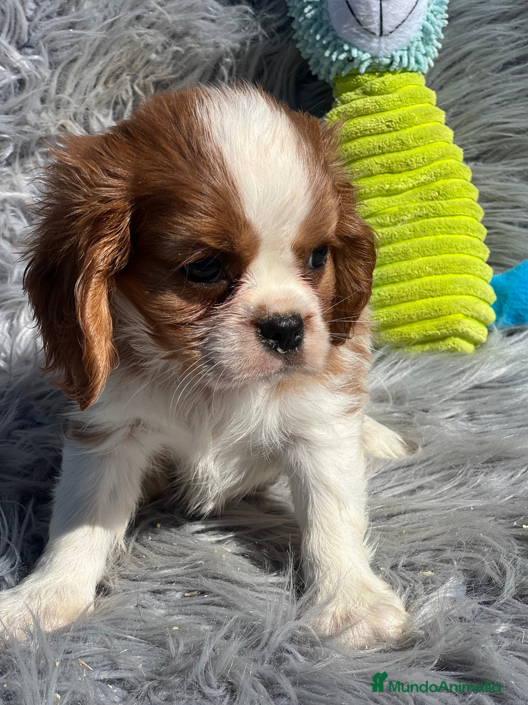 Cavalier King Charles Spaniel perros en venta: Cavalier macho blenheim - Imagen 3