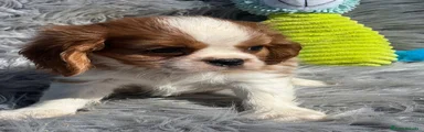 Cavalier King Charles Spaniel Cachorro 1
