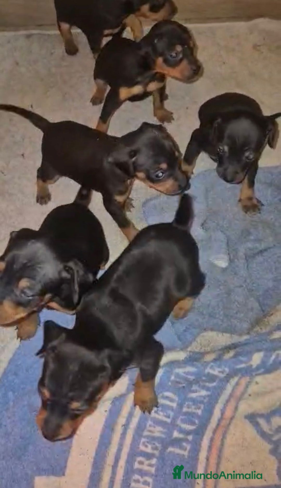 Pinscher Miniatura perros en venta: Pinscher miniatura  - Anuncio 4