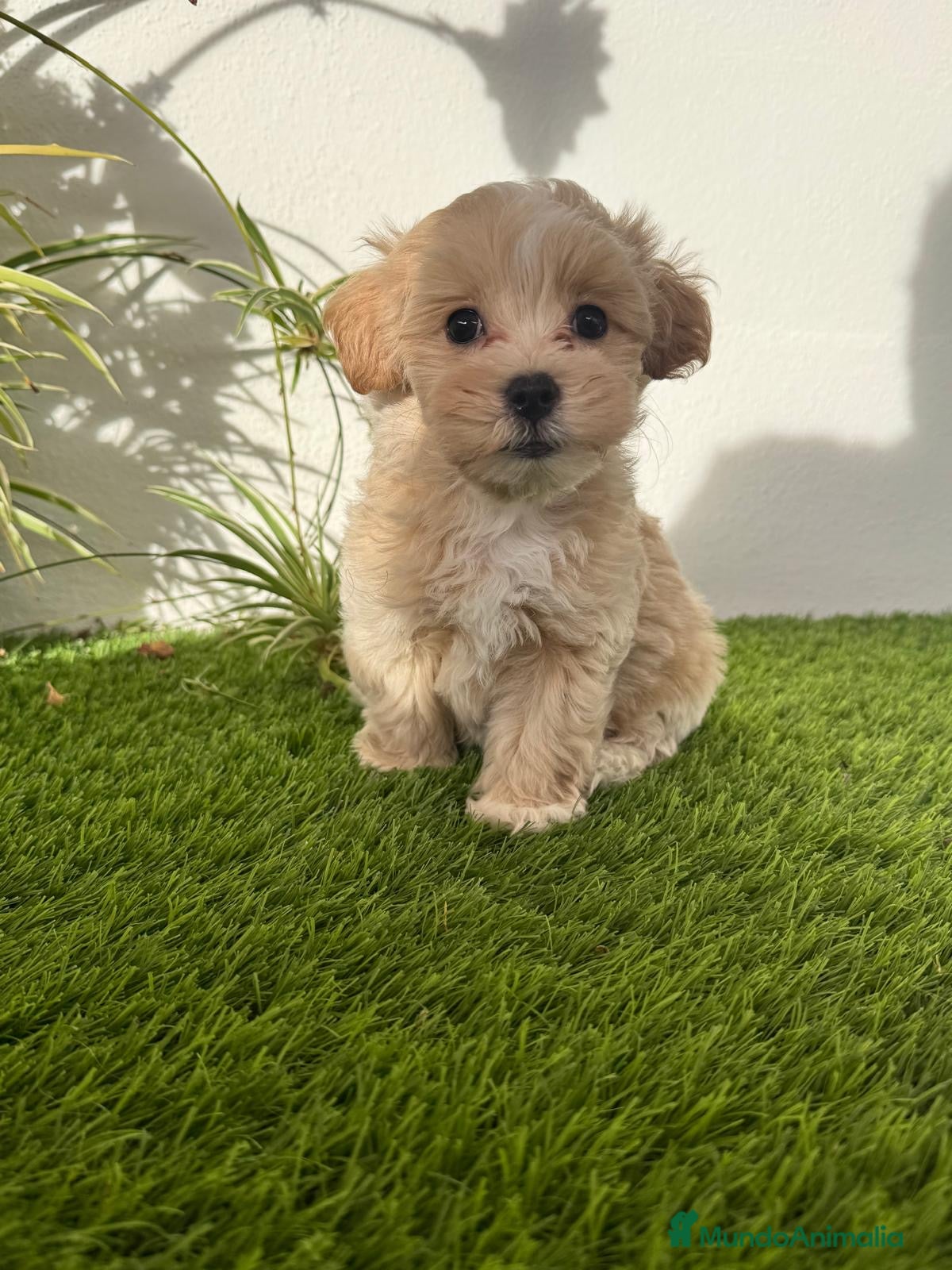 Maltipoo perros MALTIPOO  - Anuncio 28