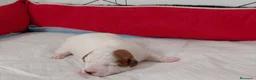 Jack Russell Terrier perros en venta: jack russell - Anuncio 2