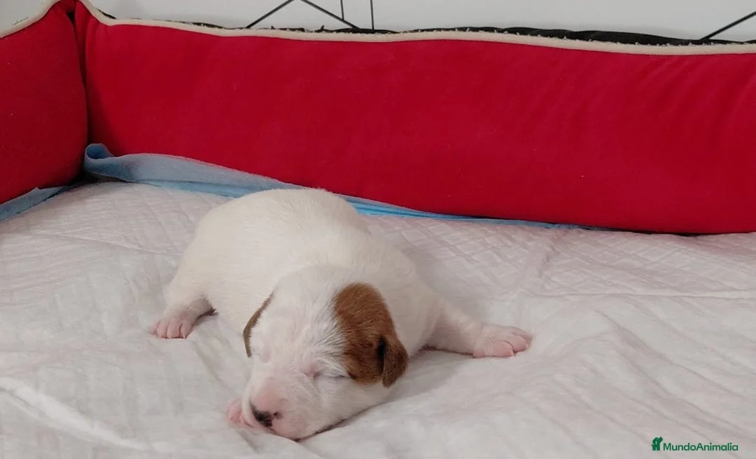 Jack Russell Terrier perros en venta: jack russell - Anuncio 2