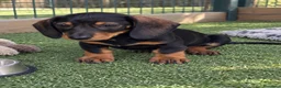 Teckel Miniatura perros en venta: Cachorros teckel miniatura - Anuncio 4