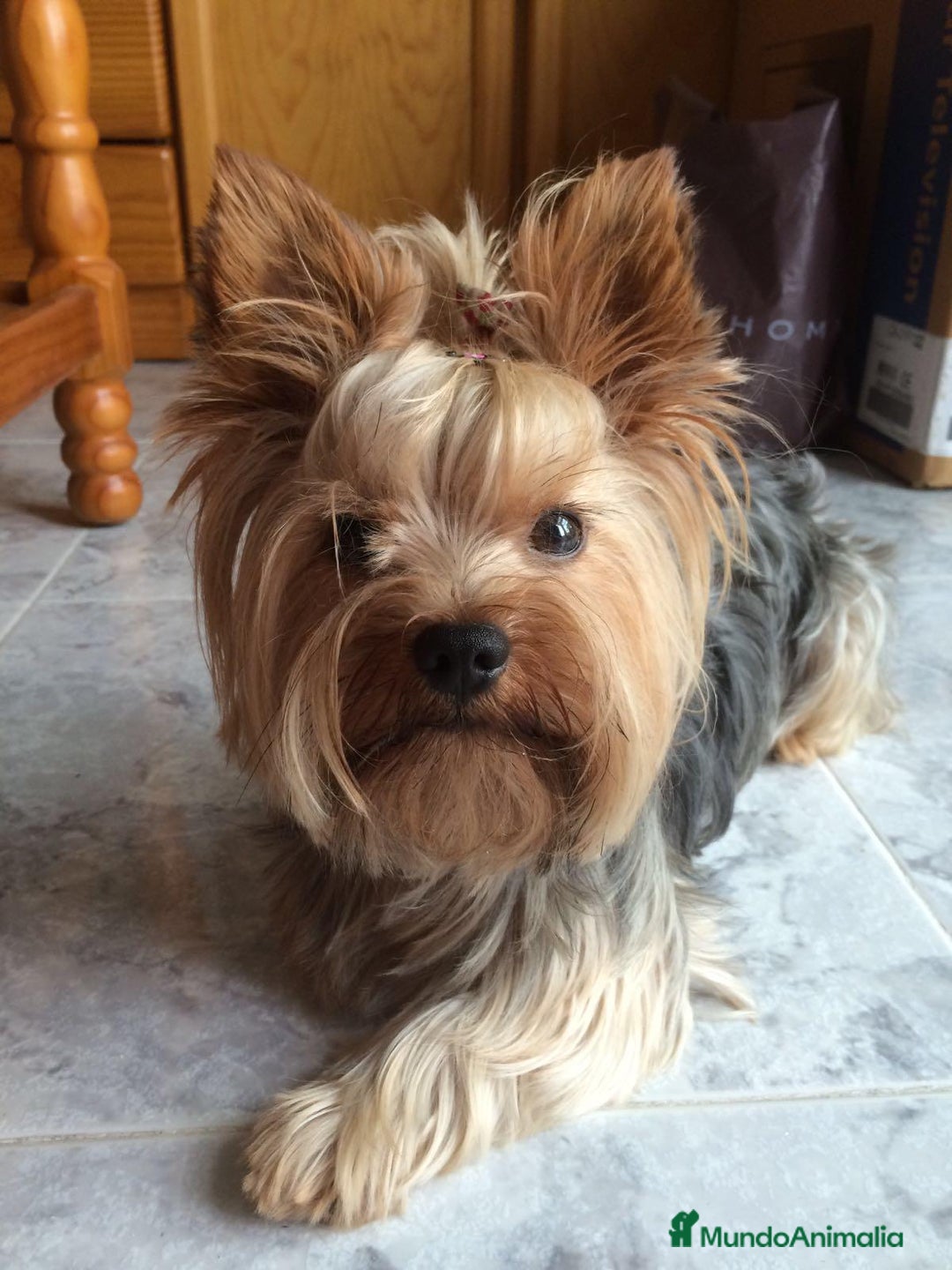 Yorkshire Terrier perros en venta: Yorkshire  - Anuncio 2