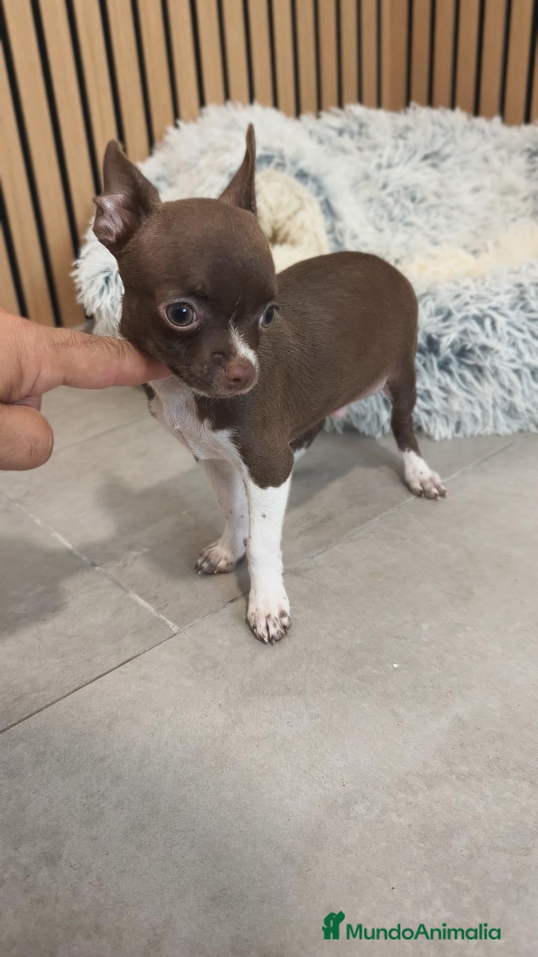 Chihuahua perros Chihuahua Toy  - Anuncio 4