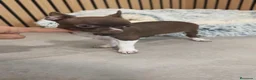 Chihuahua perros en venta: Chihuahua Toy  - Anuncio 1