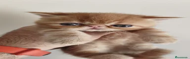 Exótico de Pelo Corto Gatito 1