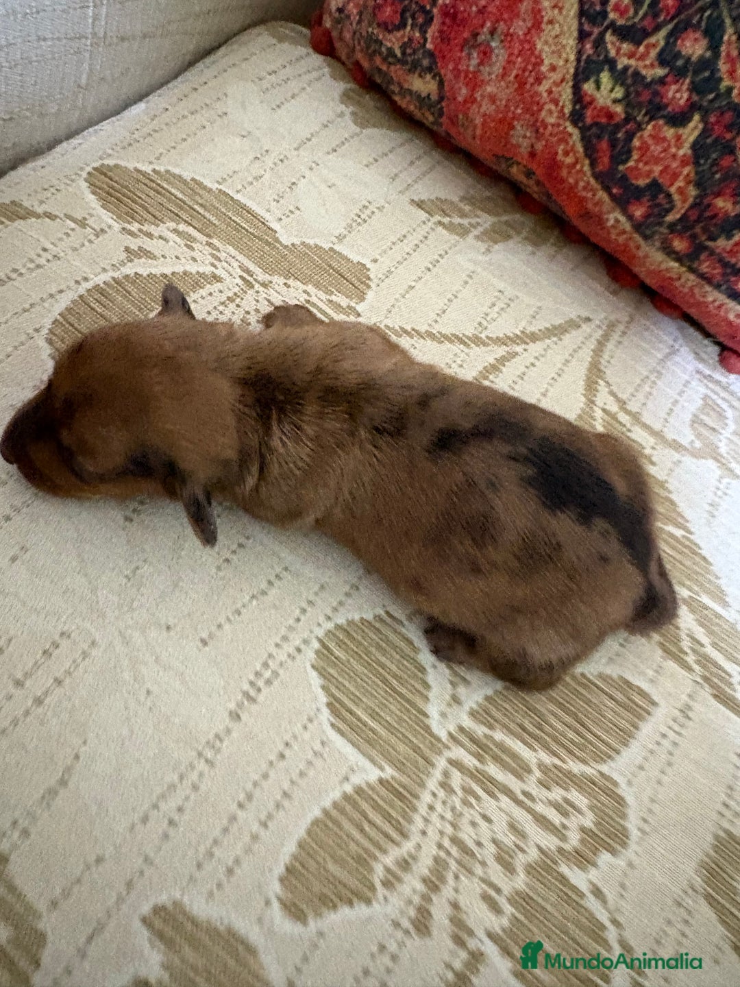 Teckel Miniatura perros en venta: Teckel miniatura Merle chocolate precioso macho  - Anuncio 1