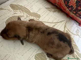 Teckel Miniatura perros Teckel miniatura Merle chocolate precioso macho - Anuncio 5