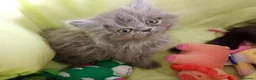 Persa gatos en venta: Disponible gatitos persa himalayo  - Anuncio 5