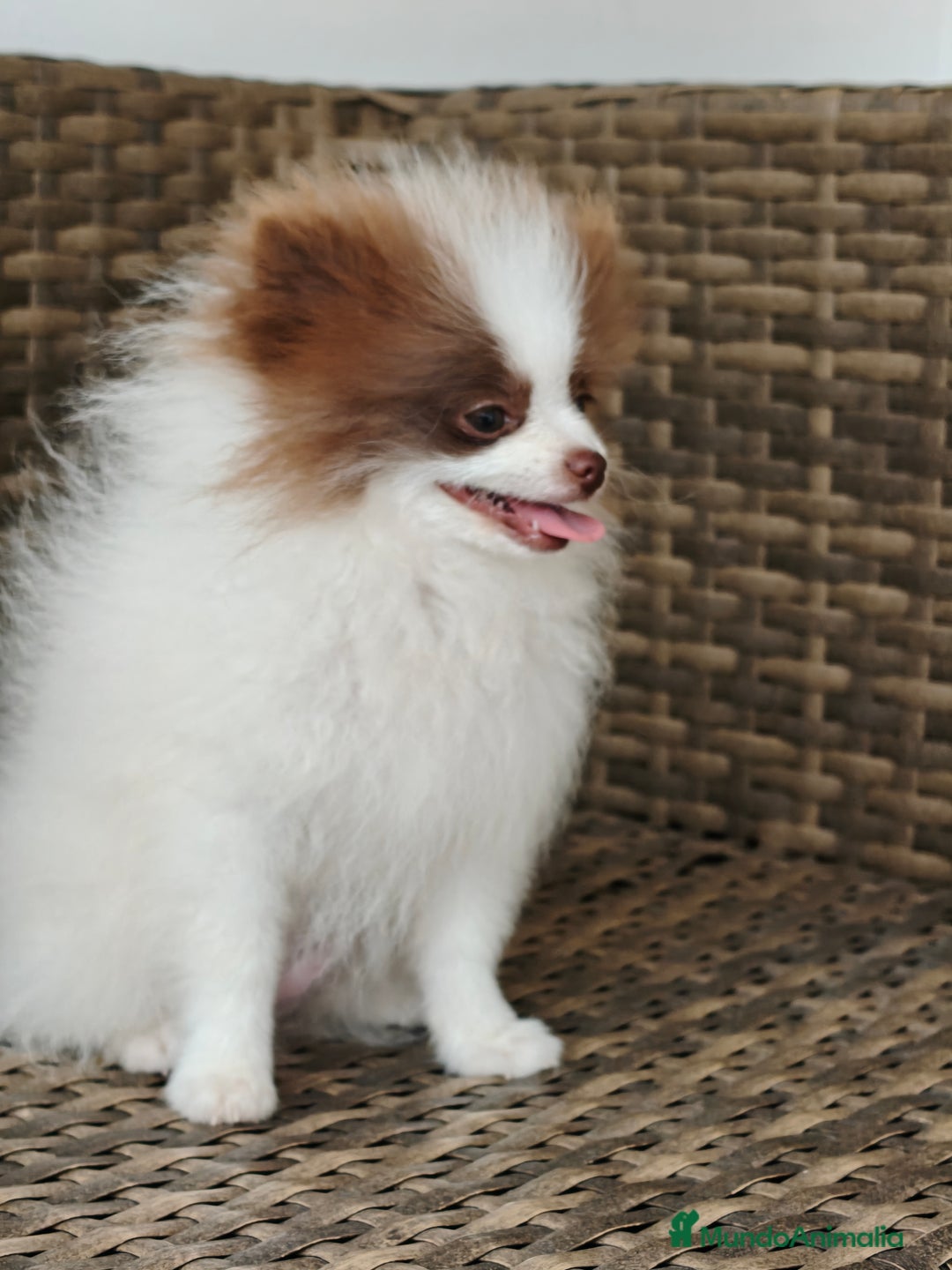 Pomerania perros en venta: Lulú Pomerania  - Imagen 2