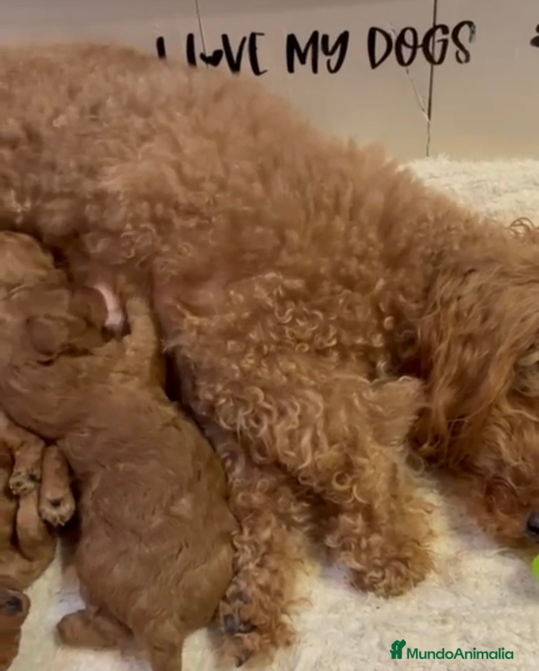 Caniche Toy perros en venta: Preciosos cachorros caniche Toy Rojo  - Anuncio 7