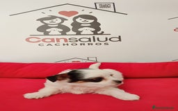 Yorkshire Terrier perros en venta: Briewer  - Anuncio 3