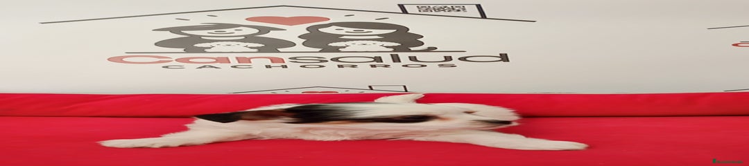 Yorkshire Terrier Cachorro 2