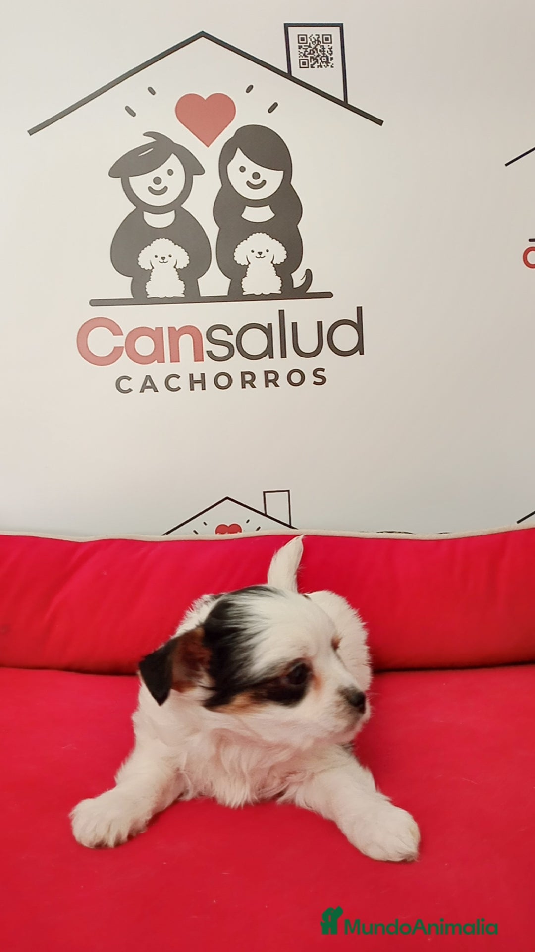 Yorkshire Terrier perros en venta: Briewer  - Anuncio 3