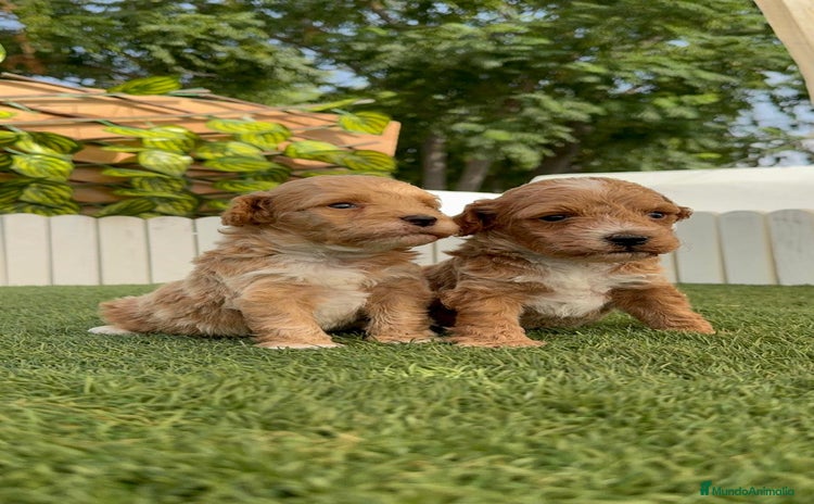 Caniche Toy perros - Anuncio 3