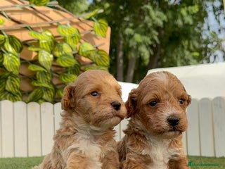 Caniche Toy perros - Anuncio 12