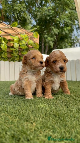 Caniche Toy perros - Anuncio 12