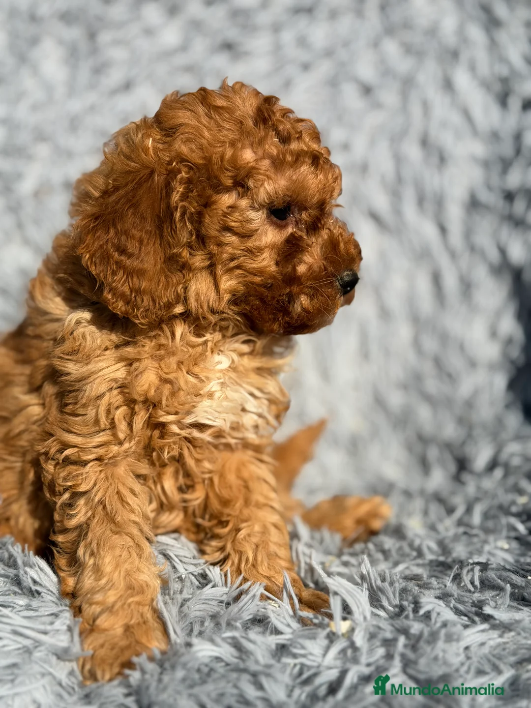 Maltipoo perros en venta: Maltipoo macho F2  - Anuncio 6