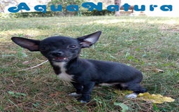 Chihuahua perros en venta:  Chihuahua Macho de Pam y Manchitas AQUANATURA - Imagen 4