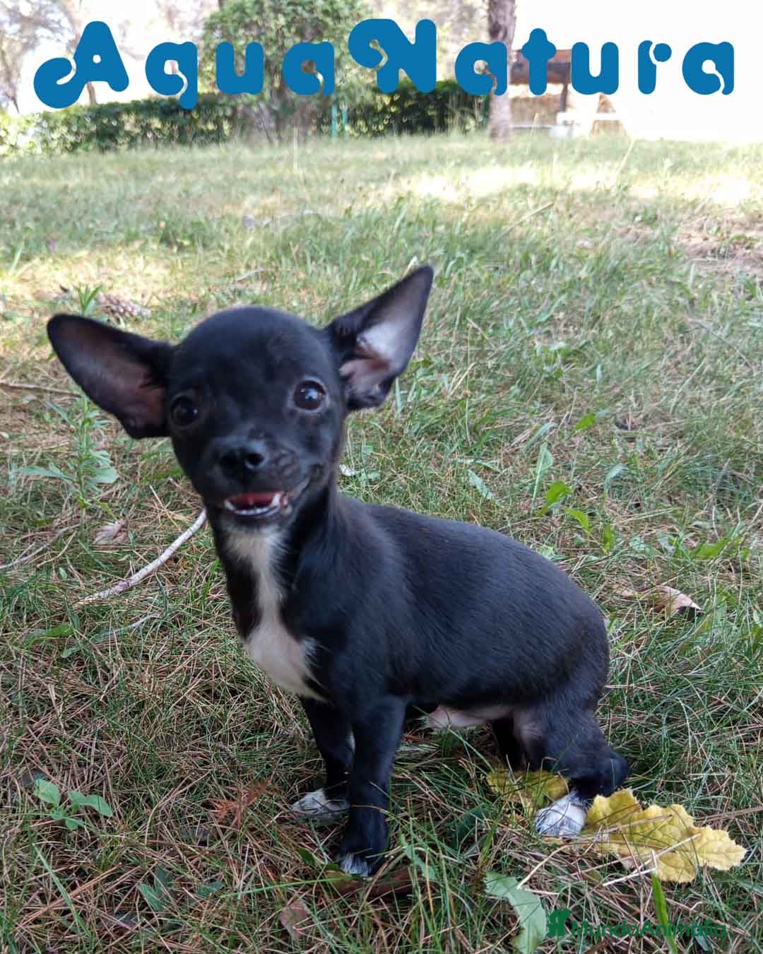 Chihuahua perros en venta:  Chihuahua Macho de Pam y Manchitas AQUANATURA - Imagen 4