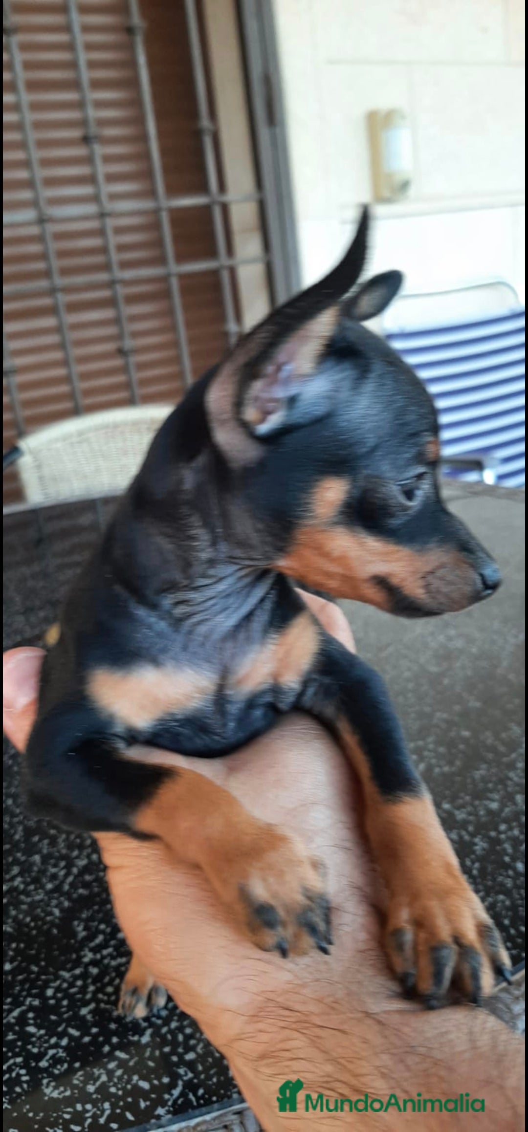 Pinscher Miniatura perros en venta: MICRO/ TOY HEMBRA MINI PINSCHER - Imagen 2