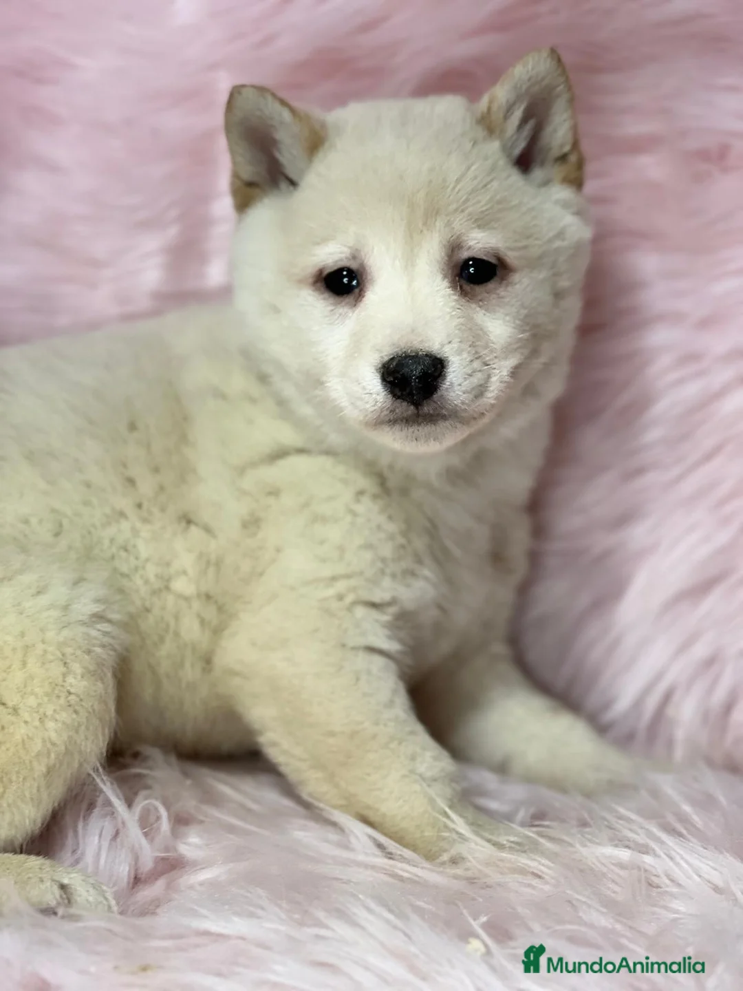 Shiba Inu perros en venta: SHIBA INU BLANCA HEMBRA DISPONIBLE en Barcelona - Anuncio 3