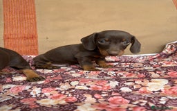 Teckel perros en venta: Teckel kaninchen chocolate  - Imagen 1