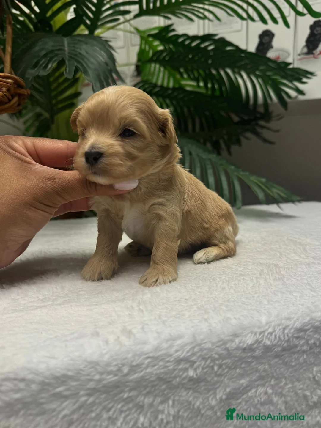 Maltipoo perros en venta: MALTIPOO - Anuncio 2