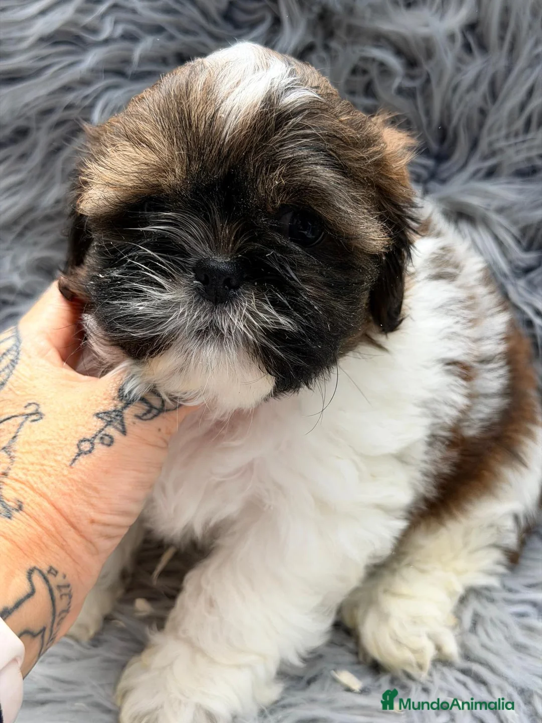 Shih Tzu perros en venta: SHIH TZU TRICOLOR  - Anuncio 13