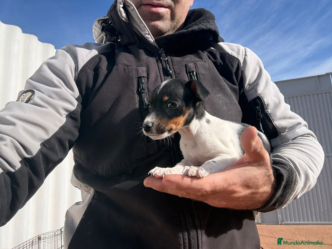 Jack Russell Terrier perros en venta: Jack Russell nueva camada  - Anuncio 5