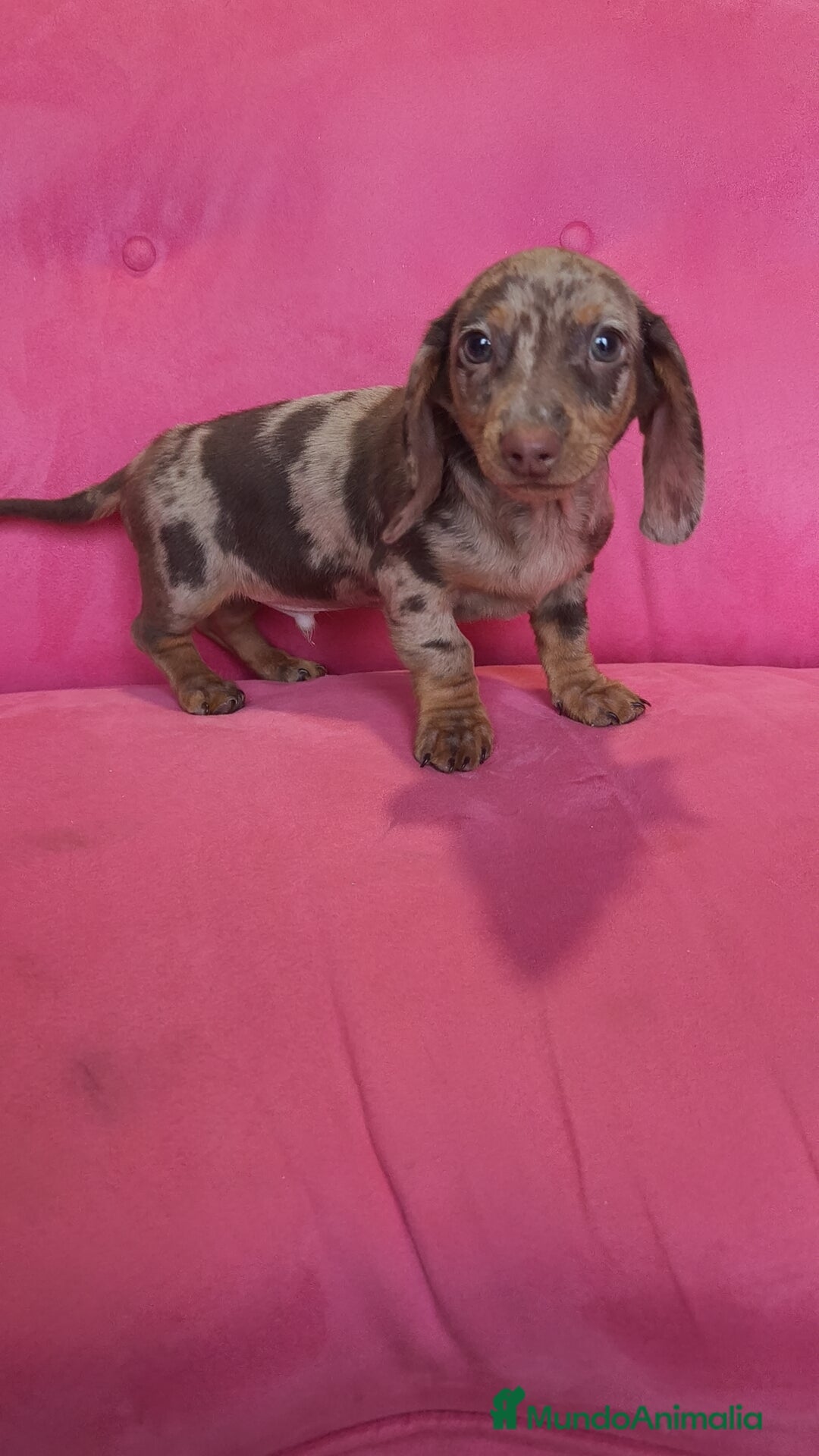 Teckel Miniatura perros en venta: Teckel mini arlequín macho - Anuncio 7