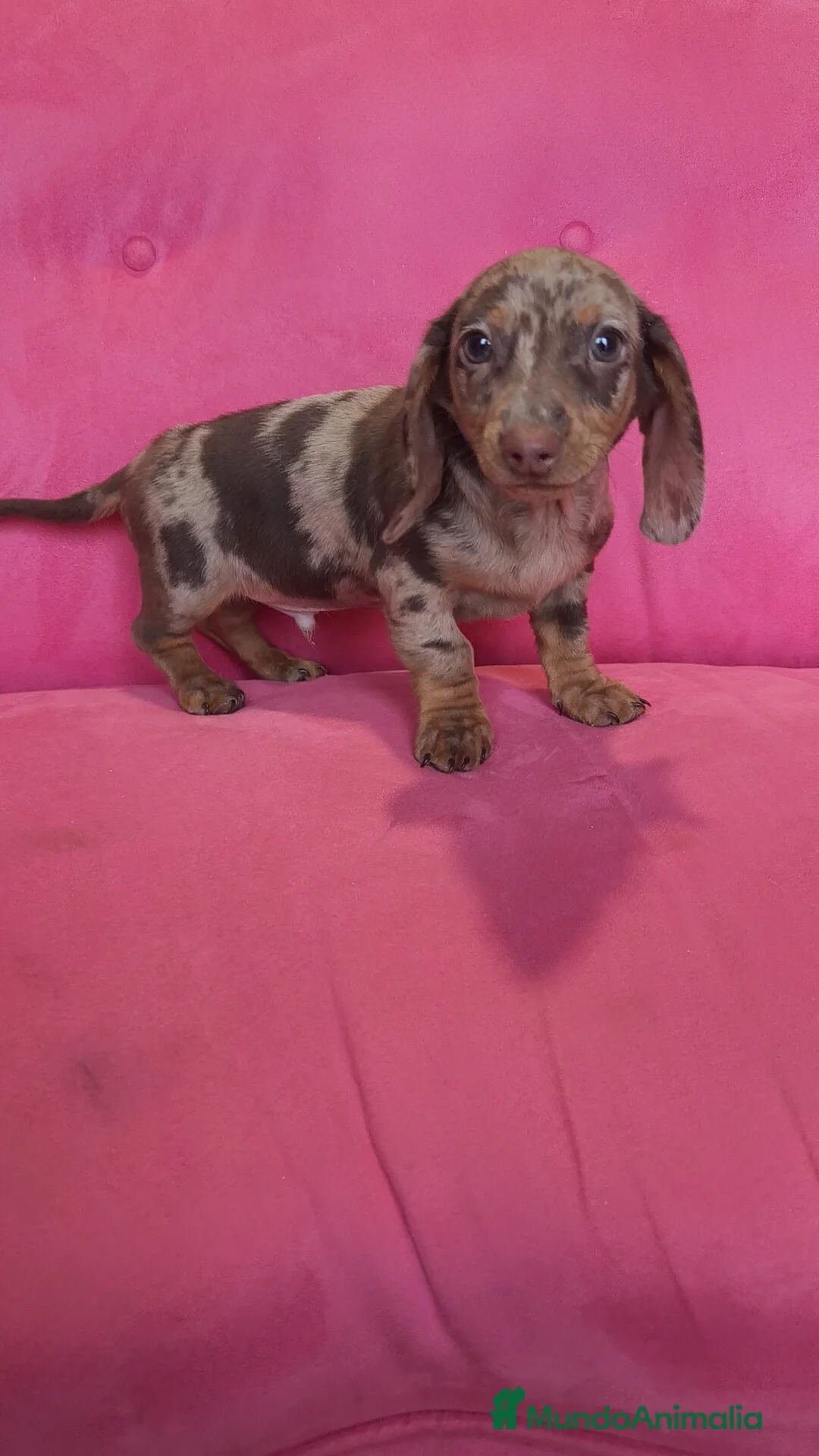 Teckel Miniatura perros en venta: Teckel mini arlequín macho - Anuncio 7