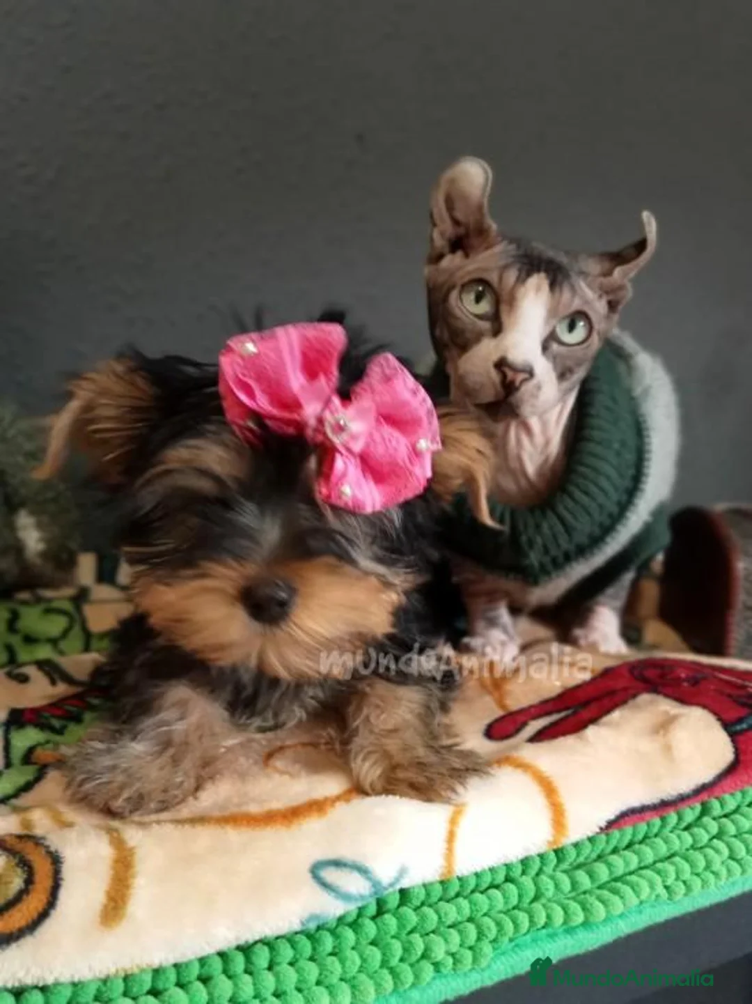 Imagen de galería {{count}}