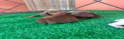 Teckel perros en venta: Teckel mini - Anuncio 12