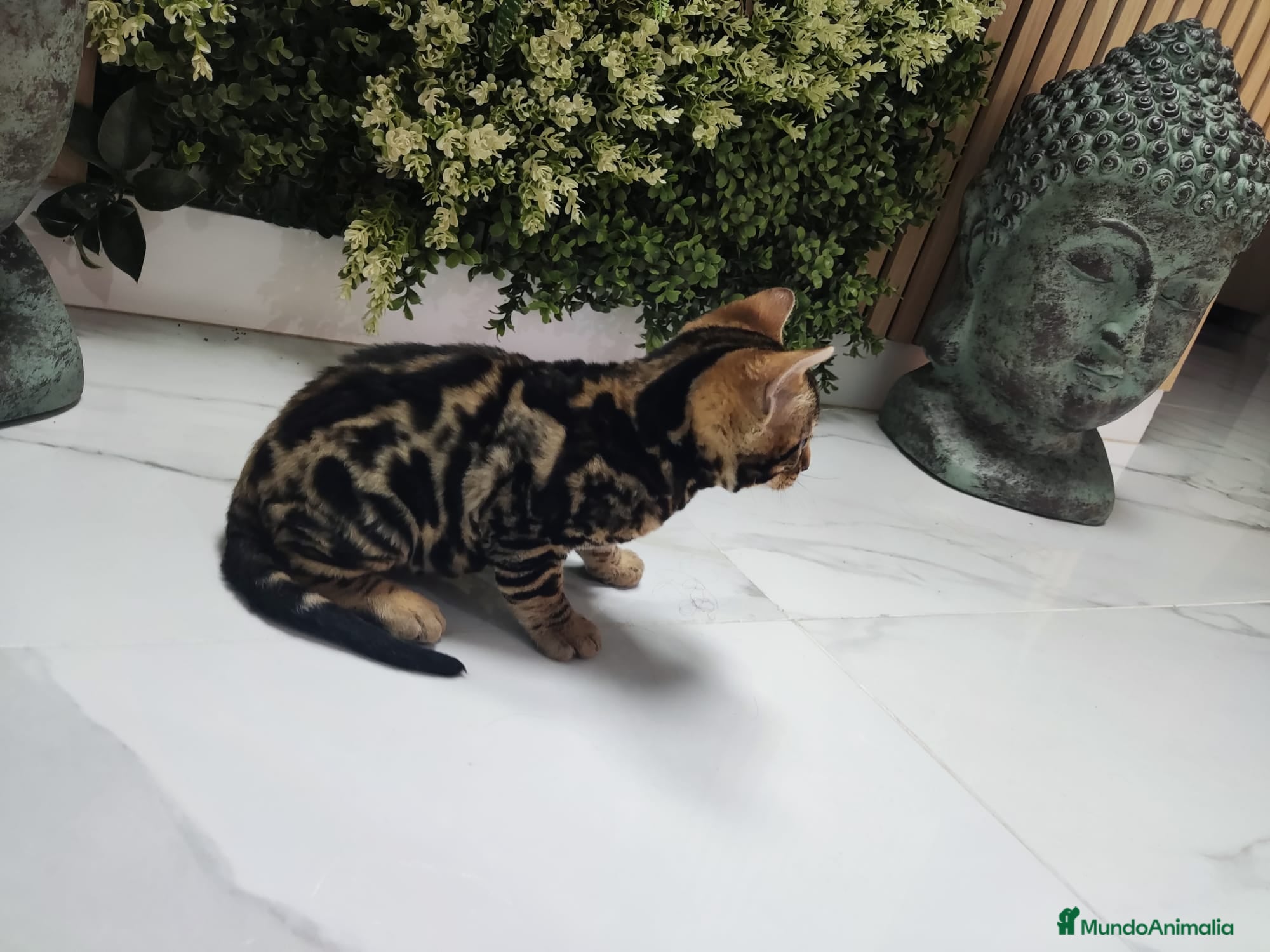 Bengalí gatos Bengalí hembra preciosa disponible  - Anuncio 2
