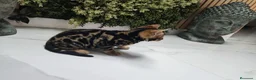 Bengalí gatos en venta: Bengalí hembra preciosa disponible  - Anuncio 1