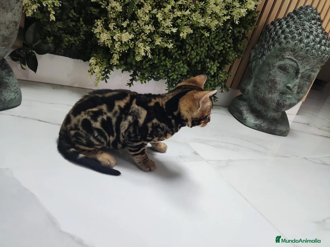 Bengalí gatos en venta: Bengalí hembra preciosa disponible  - Anuncio 1