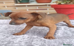 Pinscher Miniatura perros en venta: Pinscher Miniatura  - Imagen 33
